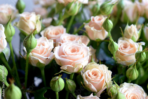 Beautiful bouquet of delicate pink roses. Concept Mother s Day  Family Day  Valentine s Day.