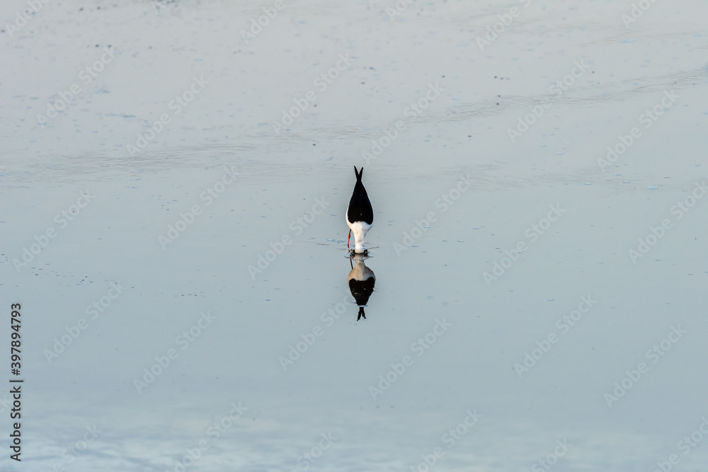 Black-winged Stilt on a pond in an early autumn morning near Zikhron Ya'akov, Israel. Black-winged Stilt on a pond in an early autumn morning near Zikhron Ya'akov, Israel.