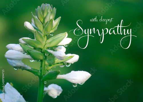 Fotografie Sympathy greeting card