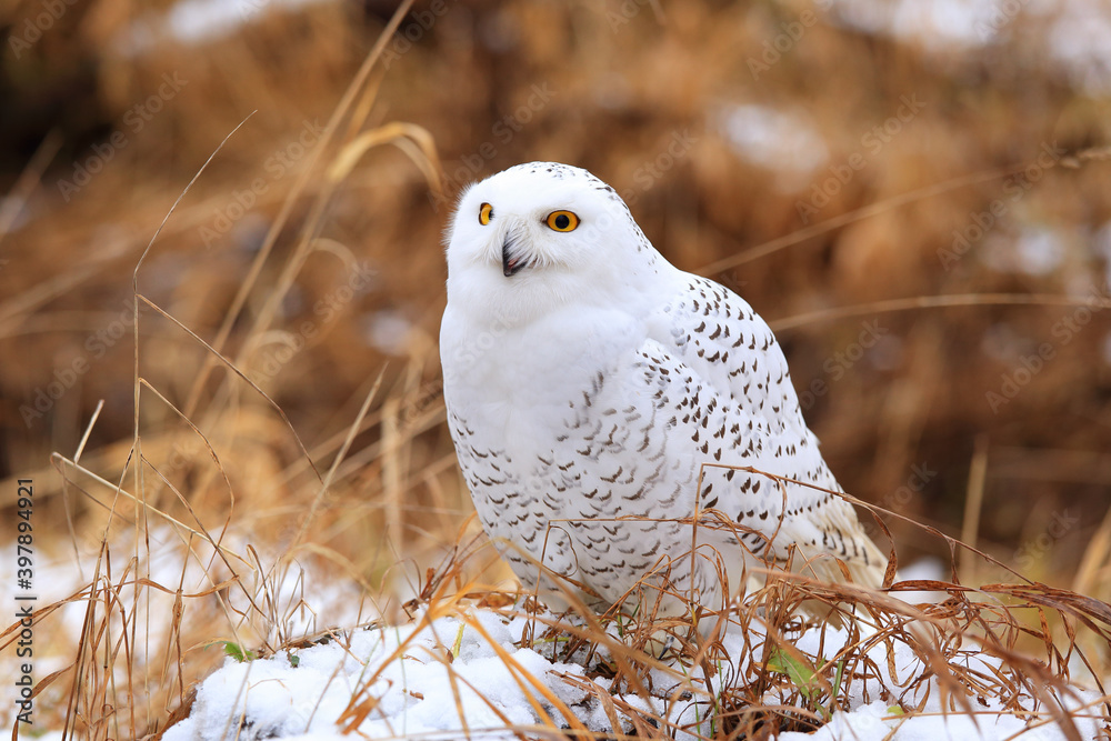 Snowy owl (Bubo scandiacus) sitting on a tree branch. Snowy owl (Bubo scandiacus) sitting on a tree branch.