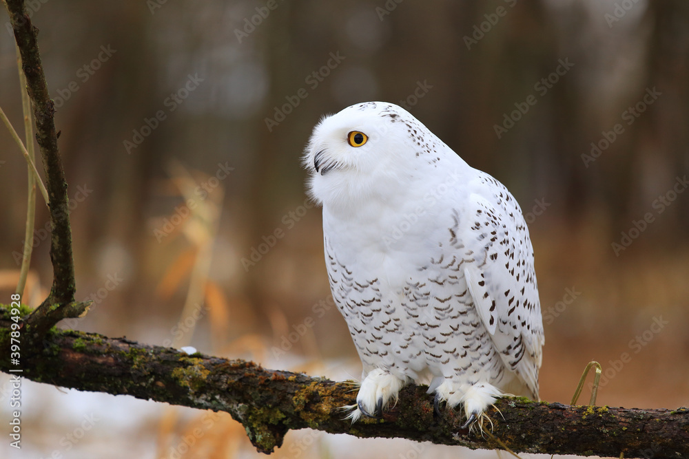 Obraz premium Snowy owl (Bubo scandiacus) sitting on a tree branch.