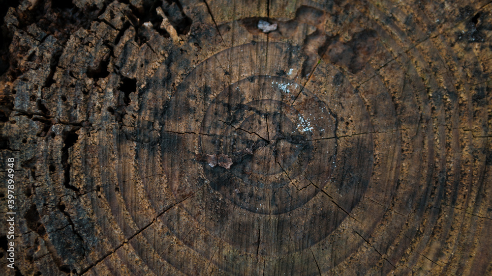 Fototapeta premium Beautiful and natural old wooden tree cut surface. Detailed of felled tree trunk