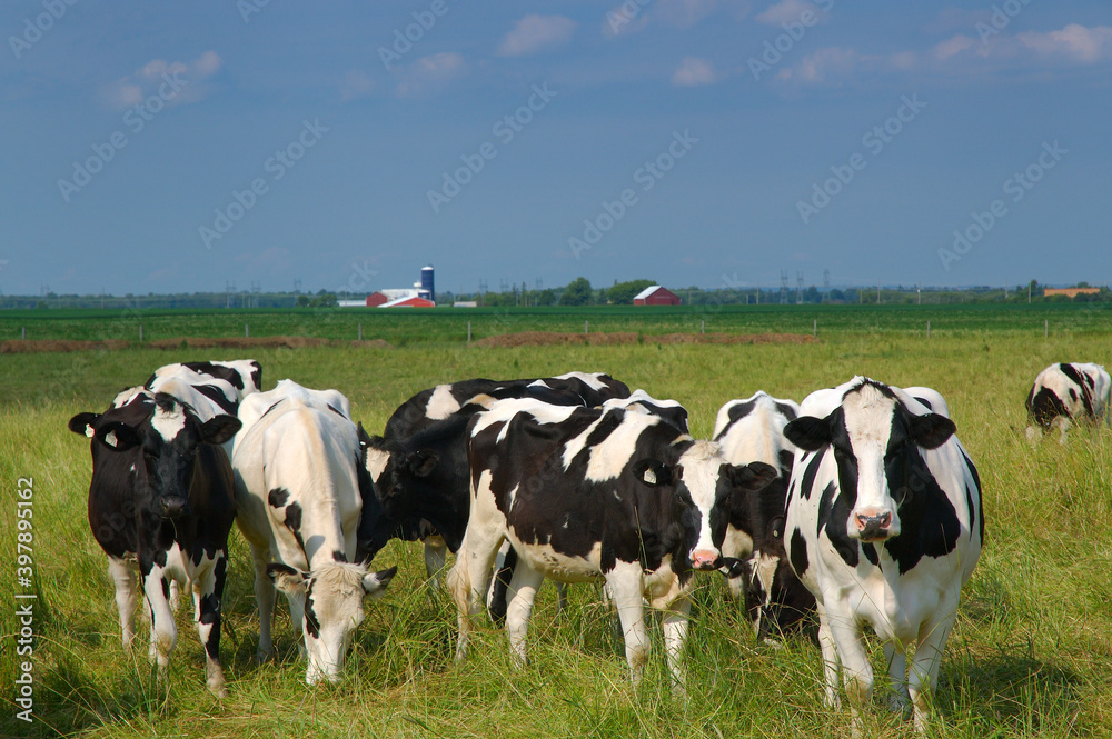 Holstein dairy cows and farm
