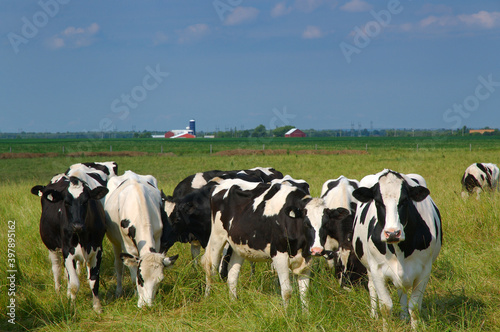 Holstein dairy cows and farm