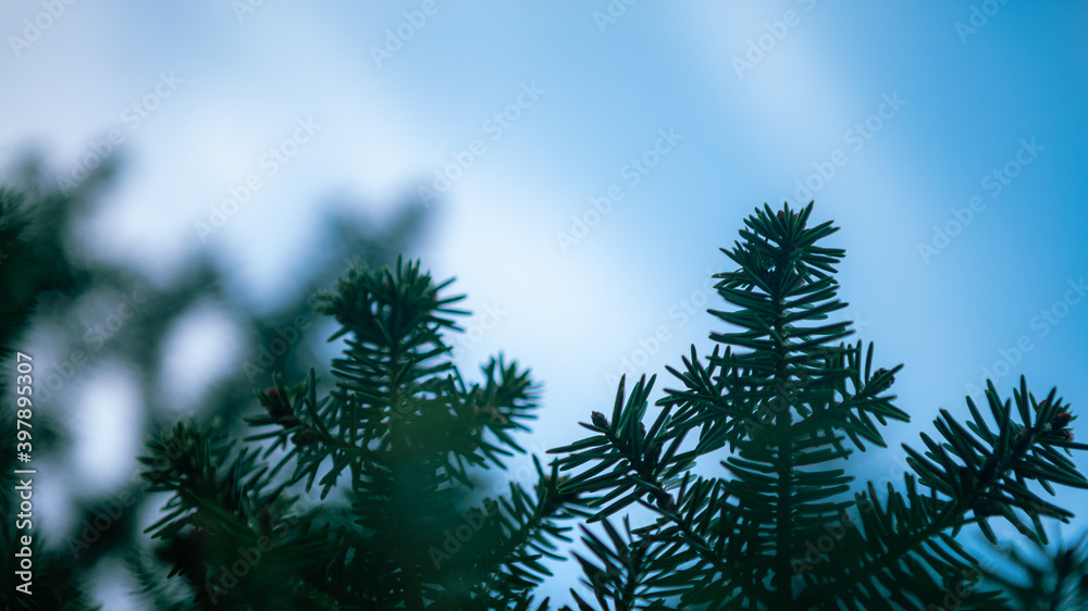 Spanish fir tree branches background. Branch closeup pine tree. Abies pinsapo Spanish fir tree branches background. Branch closeup pine tree. Abies pinsapo