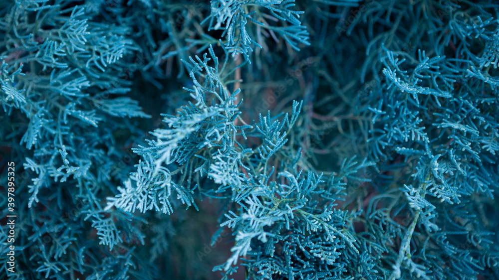 Obraz Blue juniper creeping shrub background. Branch close up of horizontalis bush.