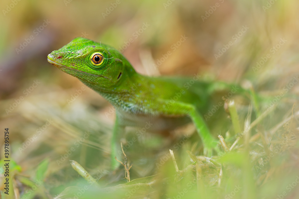 Fototapeta premium Anolis biporcatus - neotropical green anole or giant green anole, species of lizard, reptile found in forests in Mexico, Central America, Colombia and Venezuela