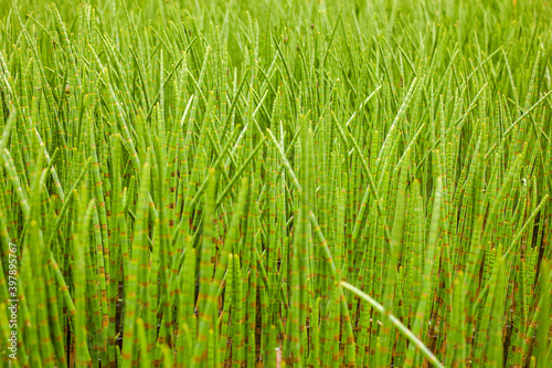 juicy dense green marsh grass, bamboo, asparagus, stems photo