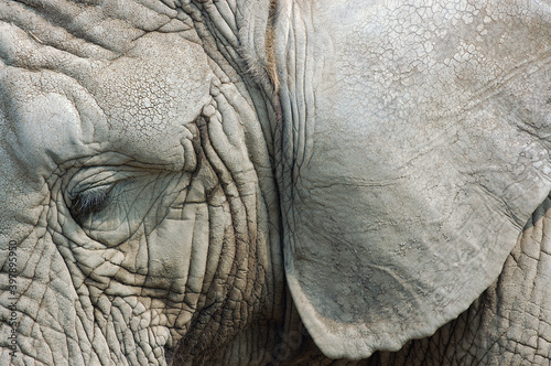 Close up of eye and ear of an African elephant photo