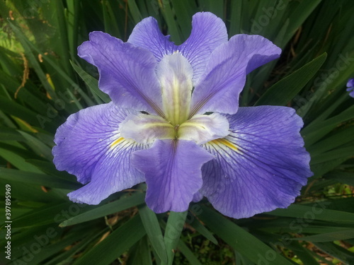 Louisiana Iris centered, blue