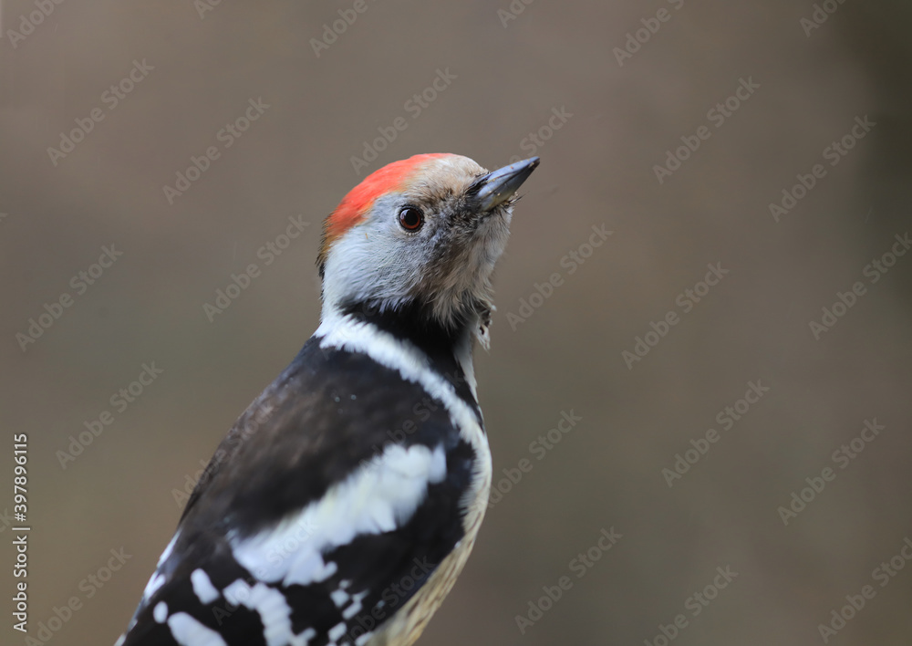 Obraz premium Portrait of a mottled woodpecker on a blurry brown background, which looks up with a turn of the head