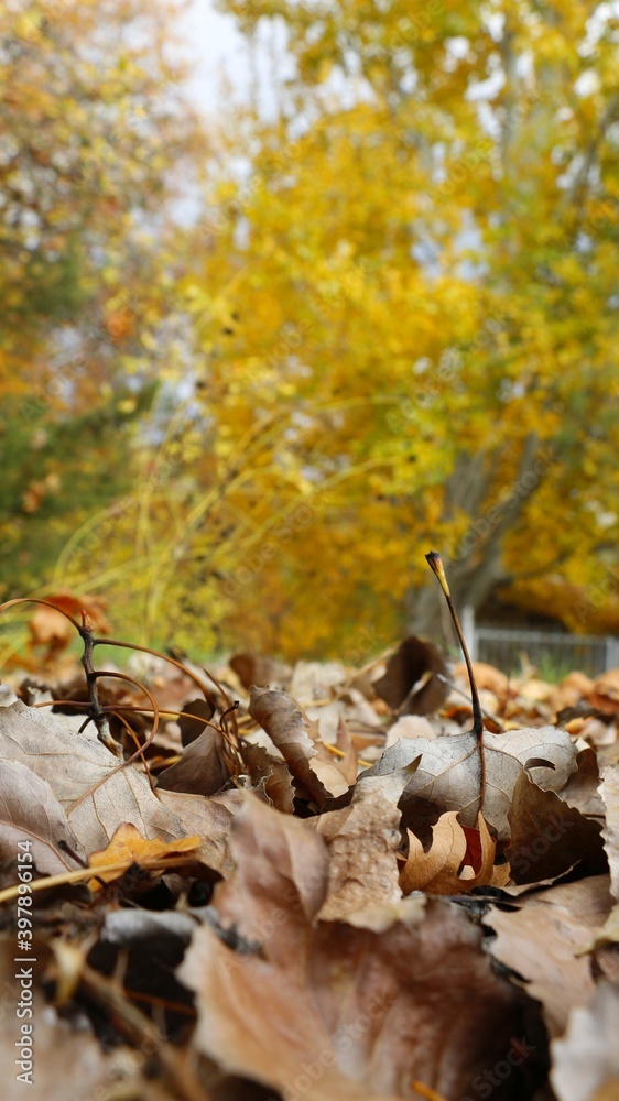 Autumn in the forest. Fallen autumn leaves on yellow wood background Autumn in the forest. Fallen autumn leaves on yellow wood background