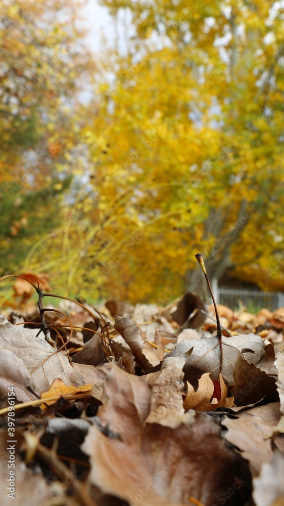 Autumn in the forest. Fallen autumn leaves on yellow wood background