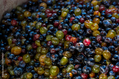 Harvesting grapes