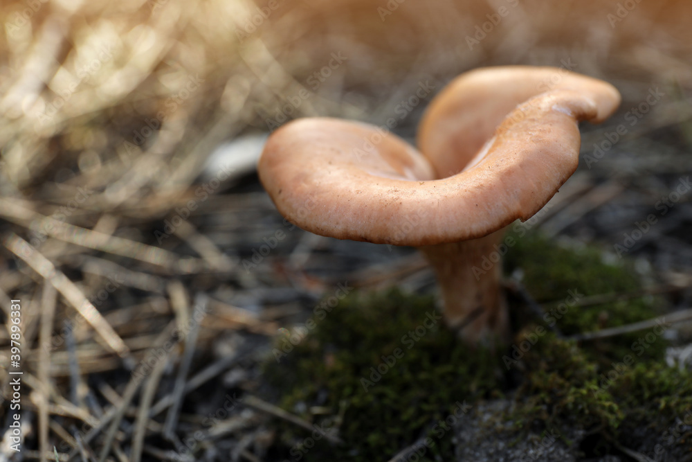 Fresh wild mushroom growing in forest, closeup view