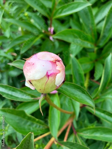 pink rose bud