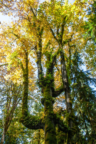 autumn in the forest with moss © evan