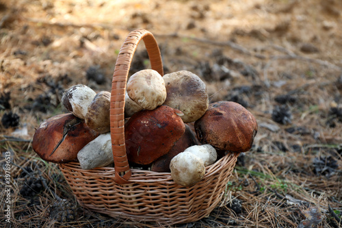 Wicker basket with fresh wild mushrooms in forest, closeup