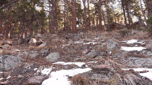 Mountain Hike In The Flatirons Through The Pines