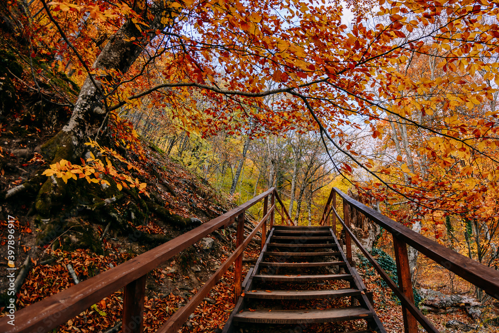 Autumn forest