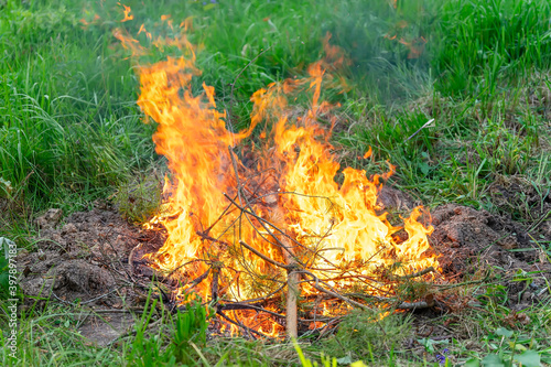 Bonfire on the green grass. Coniferous branches are burning. Photo series