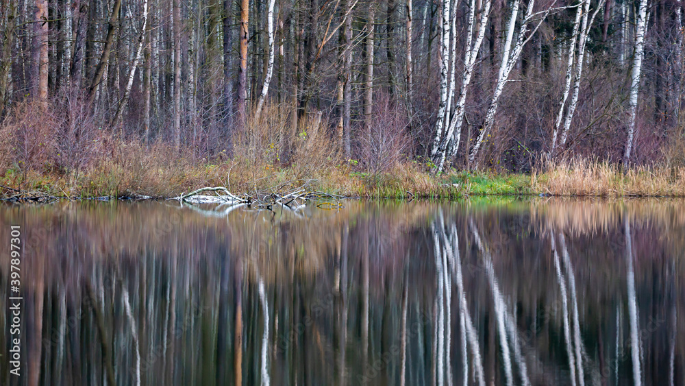 White birches and their blurry reflection by the pond White birches and their blurry reflection by the pond