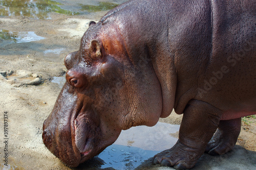 Front of Hippopotamus snuffling the ground