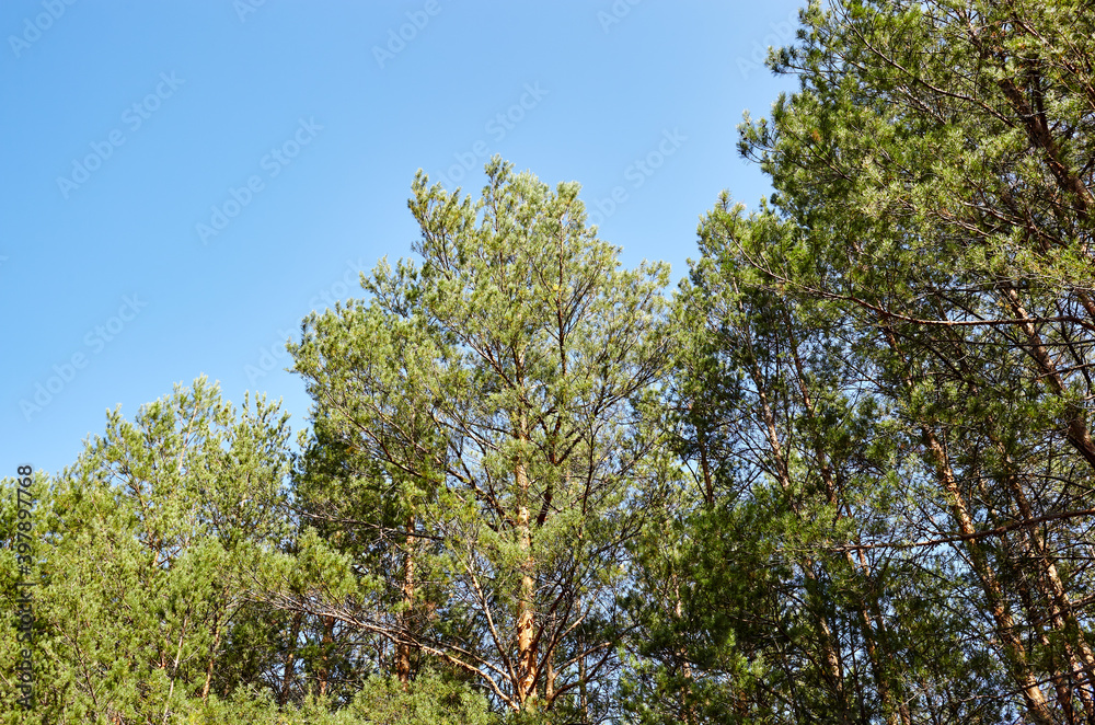 Pine trees against a blue sky with clouds on a sunny day Pine trees against a blue sky with clouds on a sunny day