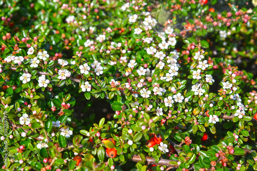 Blooming cotoneaster Dammer (Cotoneaster dammeri C.K.Schneid.)