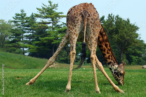 Giraffe with splayed legs grazing on grass