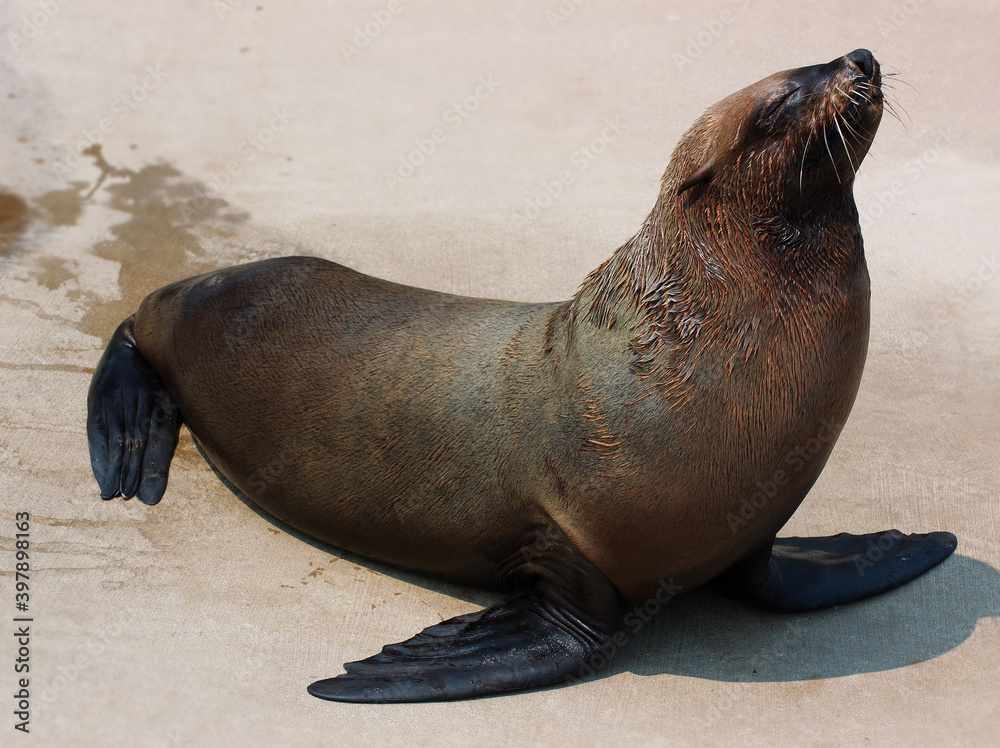 Naklejka premium Eared Seal or Sea Lion sunning on concrete
