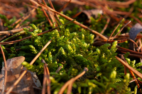 Horizontal macro picture of brown thin faded pine needles and a fresh green moss in the forest at sunny autumn day