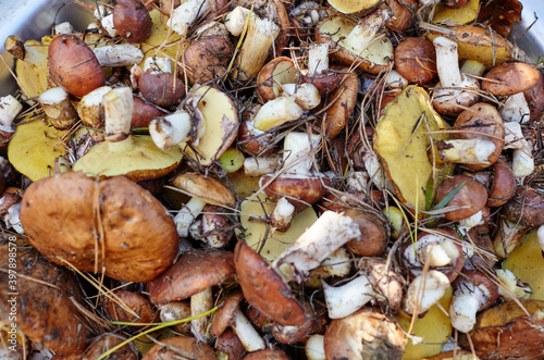 Dirty, unpeeled Suillus mushrooms in bucke