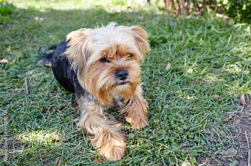 Beautiful yorkshire terrier on a grass waiting for play