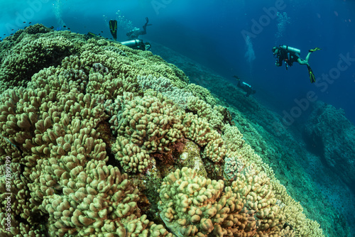 Fototapeta Naklejka Na Ścianę i Meble -  Scuba divers deep underwater swimming over large coral reef