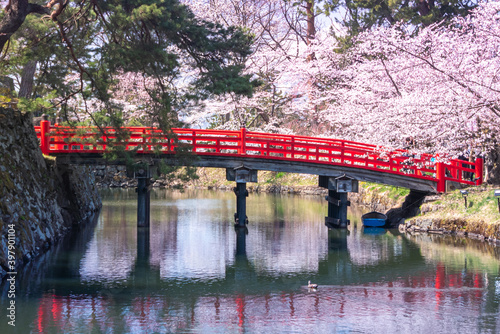 Blooming sakura trees over red bridge and water in Japan