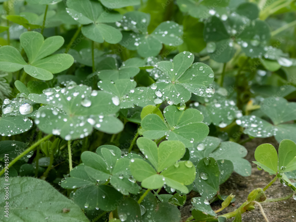 Clovers with morning dew on an autumn day Clovers with morning dew on an autumn day