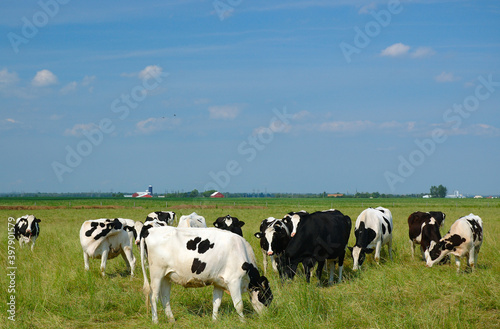 Grazing black and white Holstein cows © Reimar