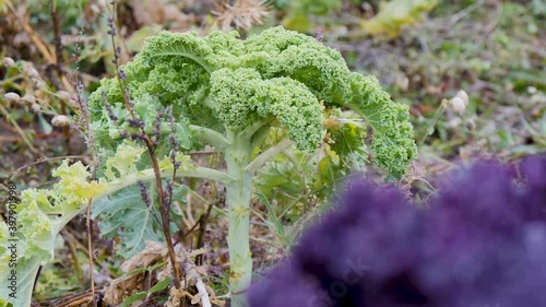 Green fresh kale cabbage grows on plantation