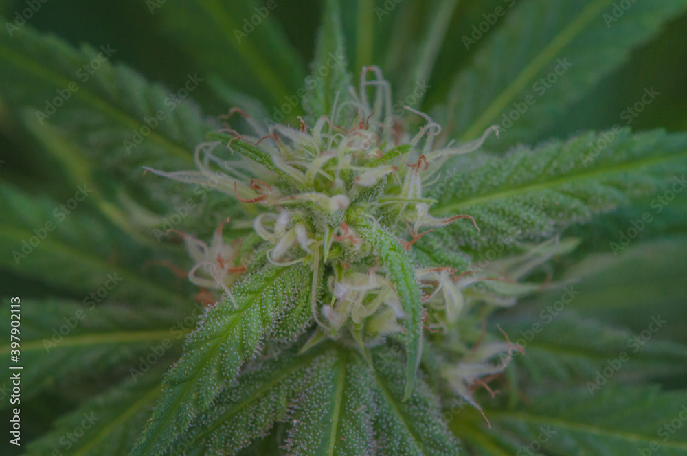 overhead view of a small cannabis sativa flowers starting to grow, showing striking pistils. Female marijuana plant flowering background. overhead view of a small cannabis sativa flowers starting to grow, showing striking pistils. Female marijuana plant flowering background.