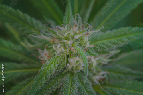 Fototapet overhead view of a small cannabis sativa flowers starting to grow, showing striking pistils