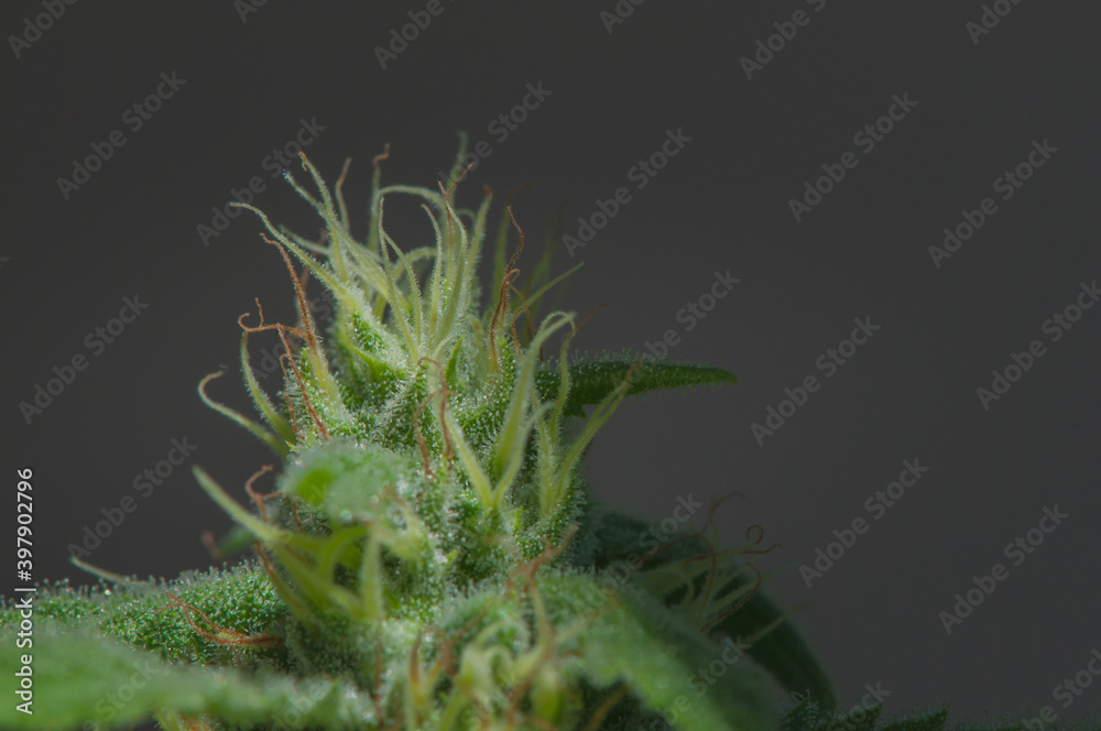 Close up of a small cannabis sativa flowers starting to grow, showing striking pistils. Female marijuana plant flowering background. Close up of a small cannabis sativa flowers starting to grow, showing striking pistils. Female marijuana plant flowering background.