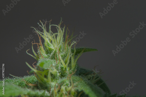 Close up of a small cannabis sativa flowers starting to grow, showing striking pistils. Female marijuana plant flowering background.