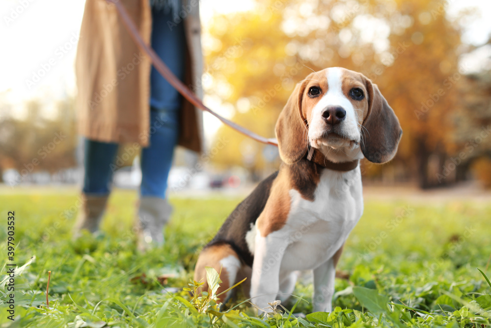 Woman walking her cute Beagle dog in park on autumn day Woman walking her cute Beagle dog in park on autumn day