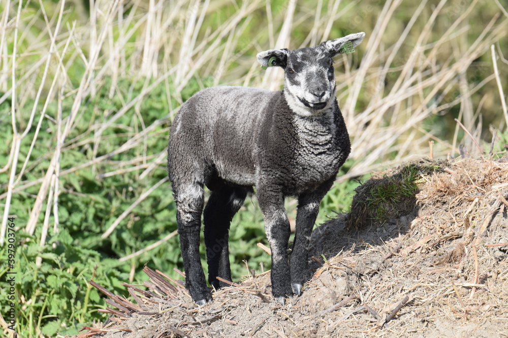 Black/White ram lamb