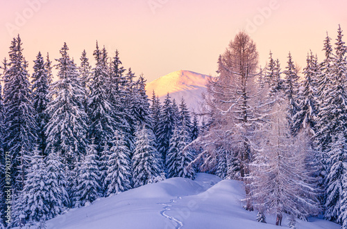 Amazing mountain peak covered by snow and footpath in the winter forest.
