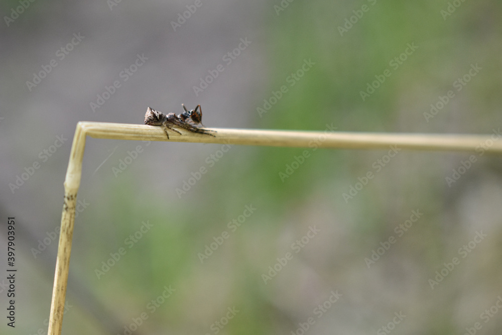 insects on a tree branch in the forest insects on a tree branch in the forest