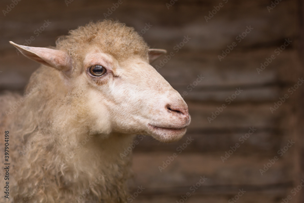 Close up of a muzzle sheep. Animal looks away on wooden background. Breeding domestic animals. Meat and fur farm production. Close up of a muzzle sheep. Animal looks away on wooden background. Breeding domestic animals. Meat and fur farm production.