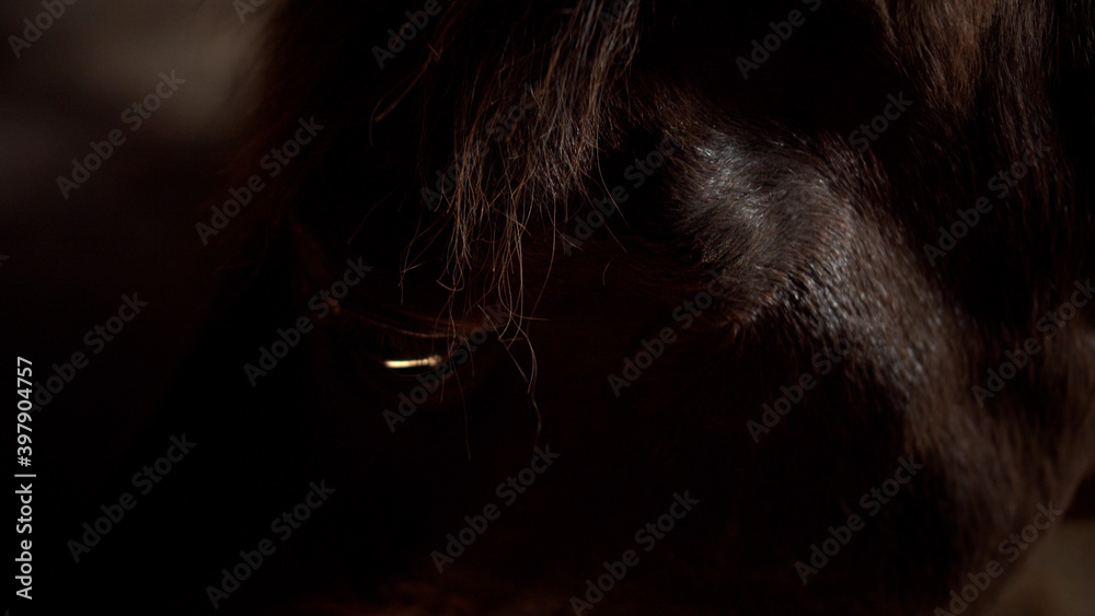 A beautiful spotted horse chews hay in a wooden racetrack stall. Close-up of the mare's eye.