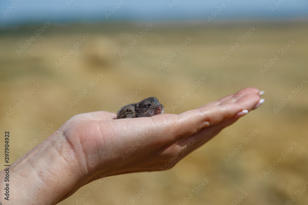 Mouse in female hand .Field mouse in hand